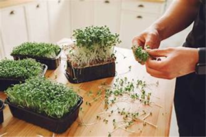 HFSINC Microgreens